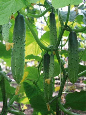 Огурец Атлет F1 500 семян