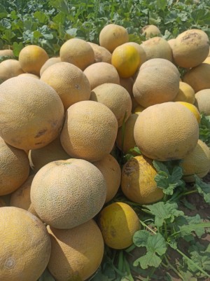 Дыня Ванда F1 (KS 517) 50 семян