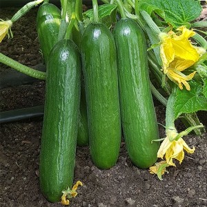 Огурец KS 260 F1 500 семян