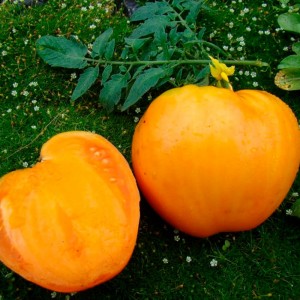 Томат Медовый плод 20 гр.