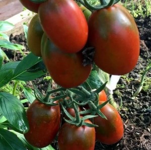 Томат Де Барао шоколадный гигант 100 гр.