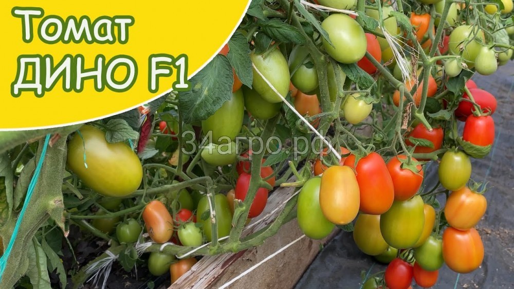 Томат Дино F1 1000 семян