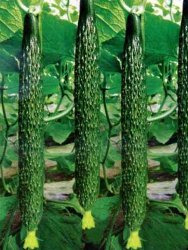 Огурец Китайский длинный F1 1 гр