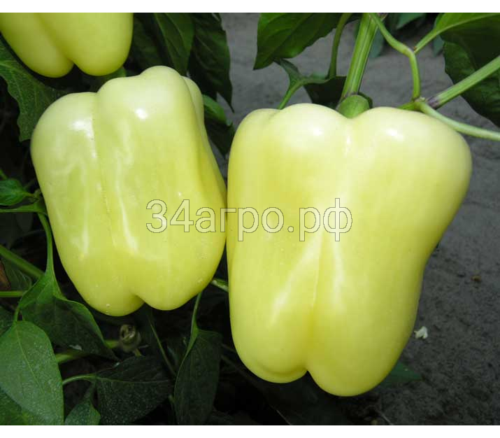 Перец сладкий Ведрана F1 100 семян