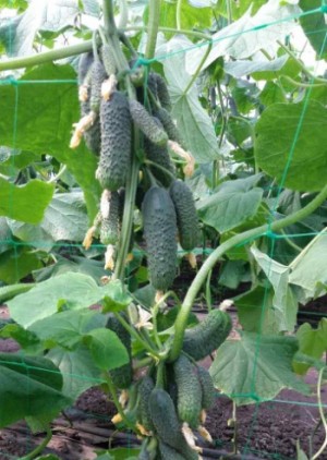 Огурец Каминари (KS 90) F1 25 семян