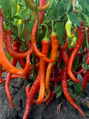 Перец Бараний Рог 50 гр