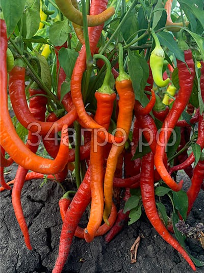 Перец Бараний Рог 100 гр