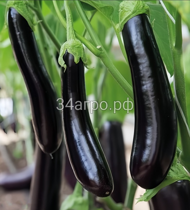 Баклажан Меч Самурая 50гр.